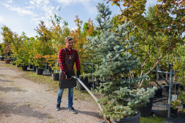 Trusted Argentine, MI Tree Service Experts